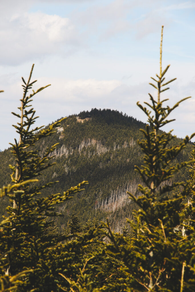 Mount Mitchell through the trees - Photography by Som Prasad
