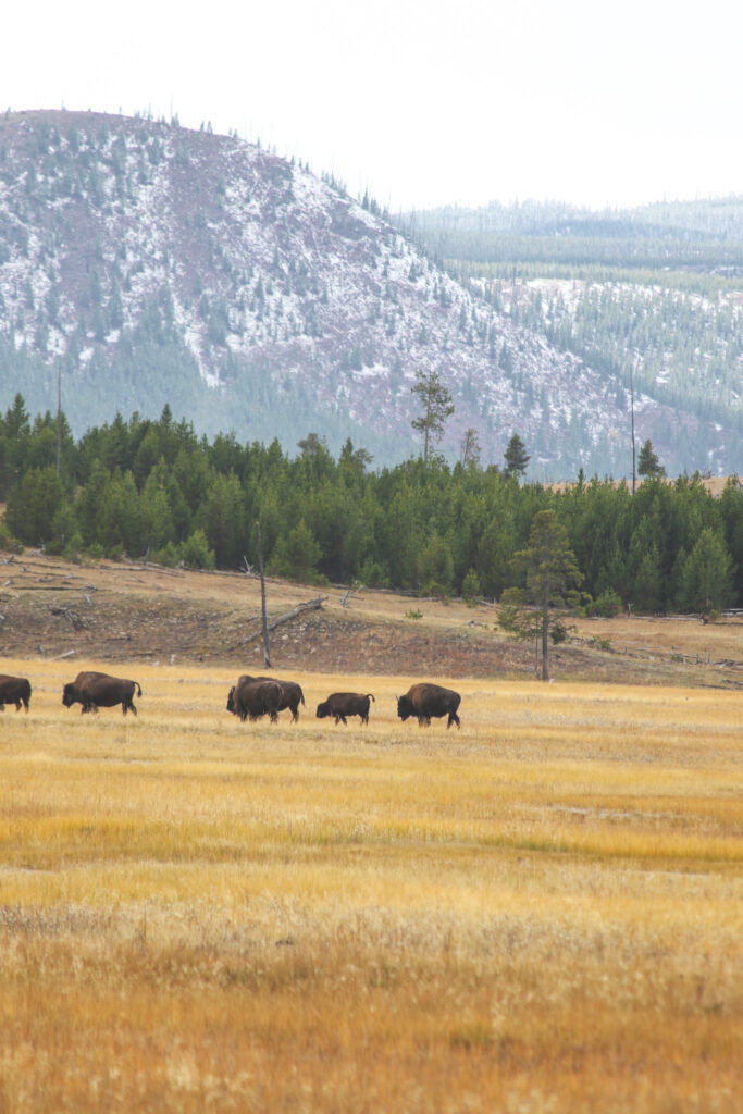 American Bison in Yosemite National Park - Photography by Som Prasad
