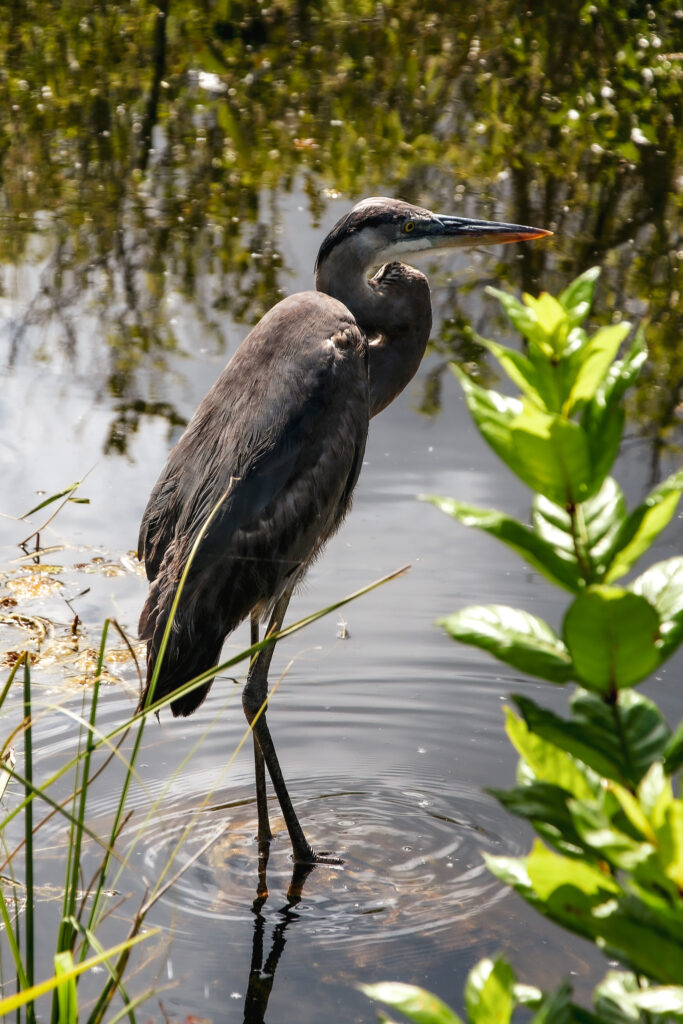 Birds of the Everglades, Florida - Photography by Som Prasad