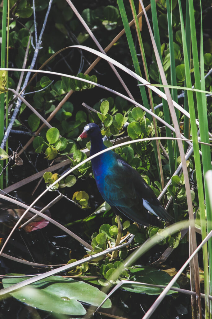 Birds of the Everglades, Florida - Photography by Som Prasad