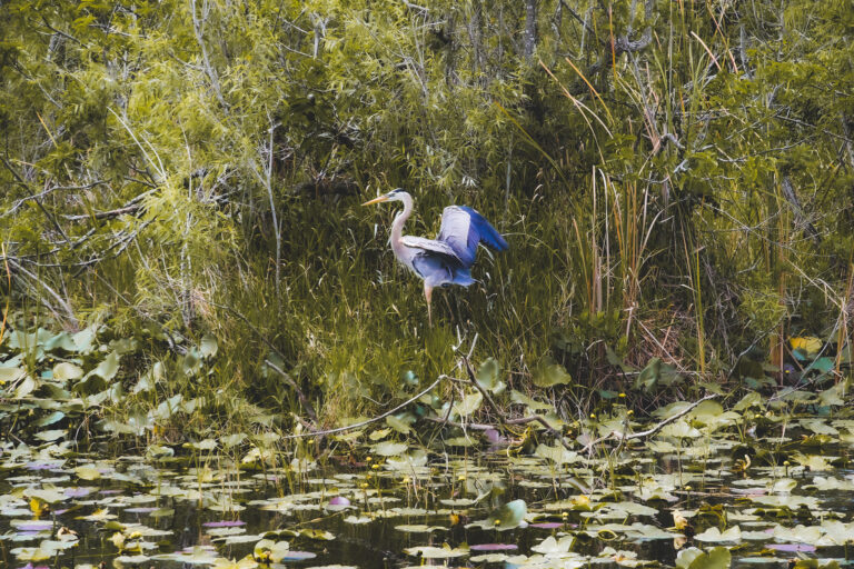 A rare heron announces himself in the Everglades, Florida, US - Photography by Som Prasad