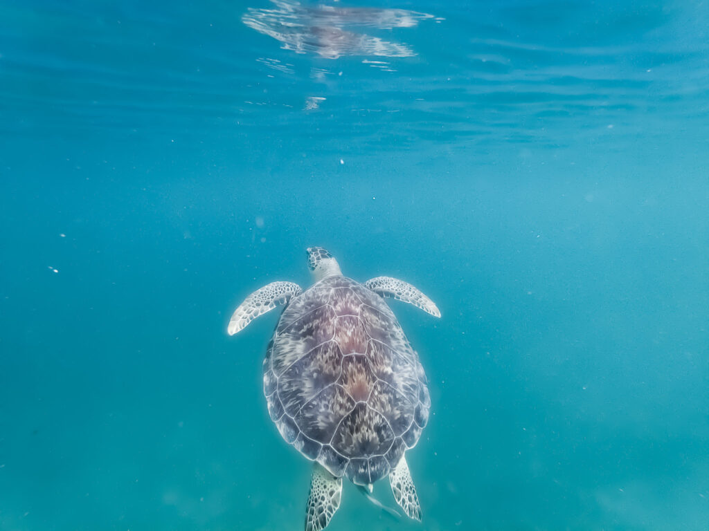 A friendly sea turtle surfacing in Maho Bay, St. John, US - Photography by Som Prasad