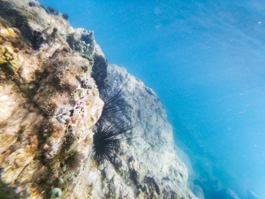 Underwater in Maho Bay, St John - Photography by Som Prasad
