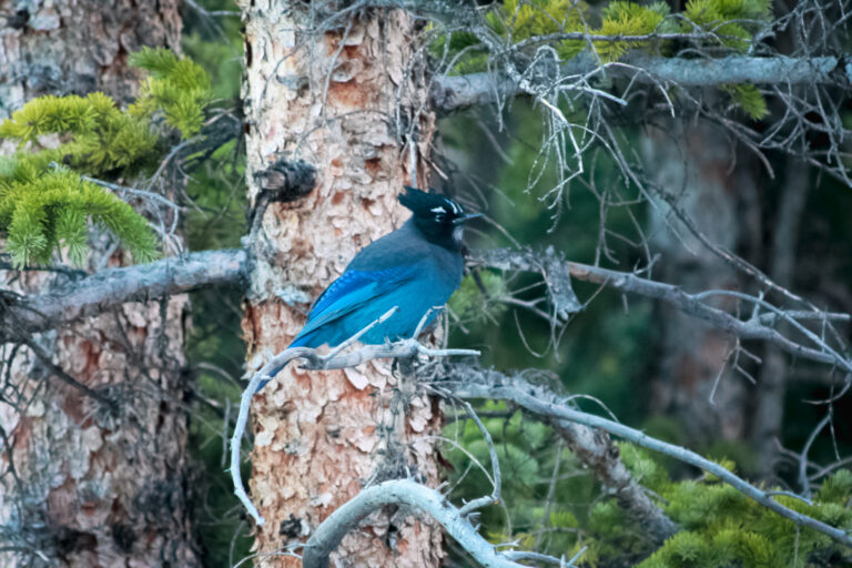 A blue bird stayed for an afternoon visit, Colorado, US - Photography by Som Prasad