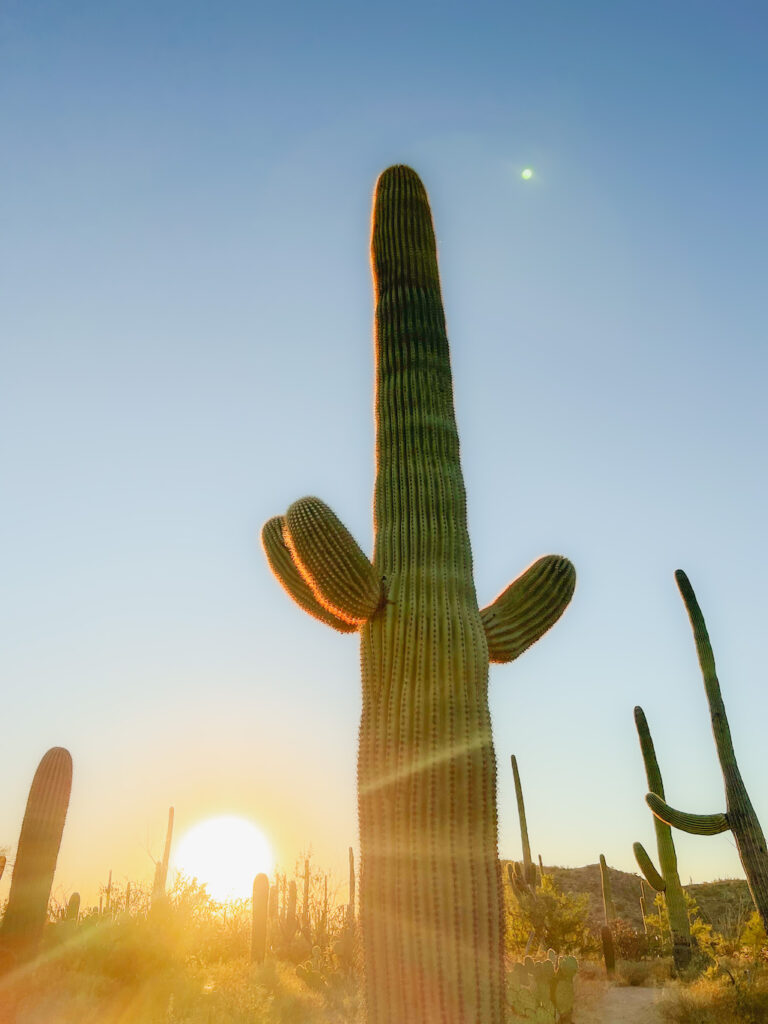 A cactus stands tall at sunset in Saguaro National Park, Arizona, US - Photography by Som Prasad