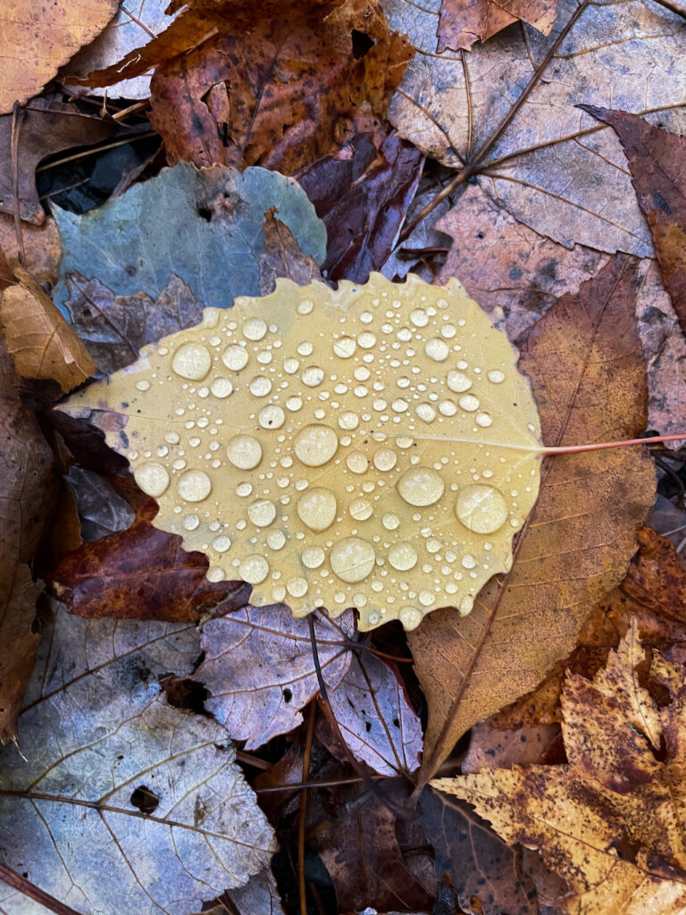 Raindrops on an autumn day, Catskill Mountains, New York, US - Photography by Som Prasad
