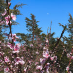 Cherry Blossoms - Photography by Som Prasad